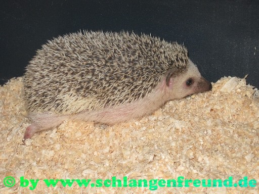 Weissbauchigel