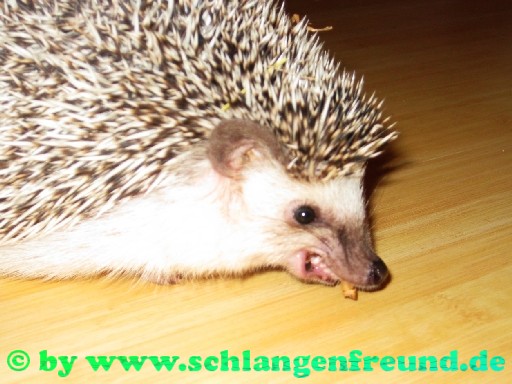 Weissbauchigel