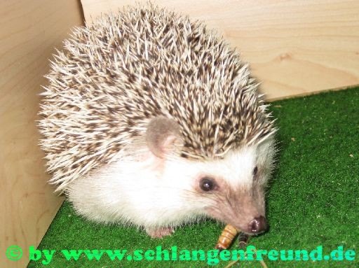 Weissbauchigel