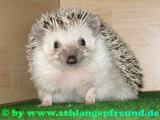 Weissbauchigel