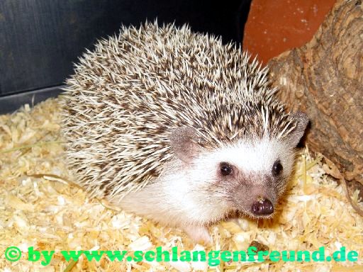 Weissbauchigel