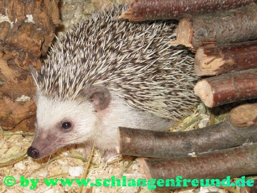 Weissbauchigel
