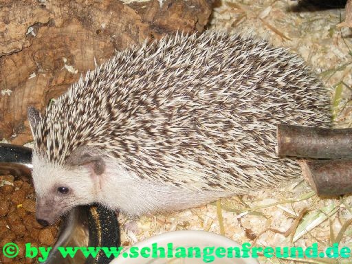 Weissbauchigel