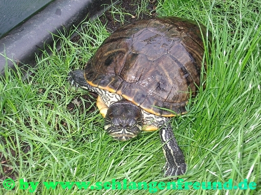 Trachemys scripta scripta